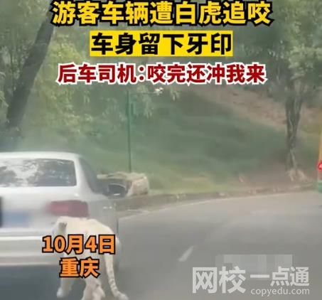 游客车辆遭白虎追咬留下牙印 现场画面实在让人害怕