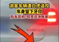 游客车辆遭白虎追咬留下牙印 现场画面实在让人害怕