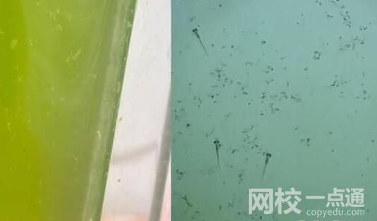 男子放阳台的死水突然变绿长鱼苗 具体是什么情况?