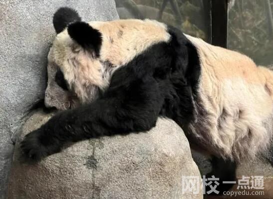 大熊猫“乐乐”死因已初步确定 原因竟是这样太无奈了