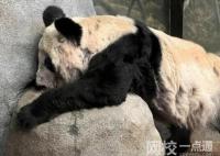 大熊猫“乐乐”死因已初步确定 背后真相实在让人惊愕