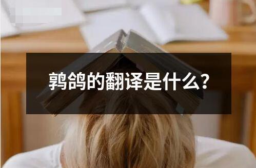 鹑鸽的翻译是什么？