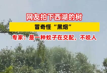 西湖的树冒黑烟?专家称系摇蚊交配 实在太诡异了