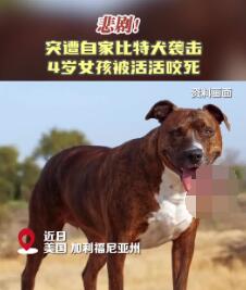 美国4岁女孩遭自家比特犬袭击致死 实在太悲剧了