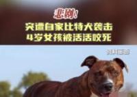 美国4岁女孩遭自家比特犬袭击致死 实在太悲剧了